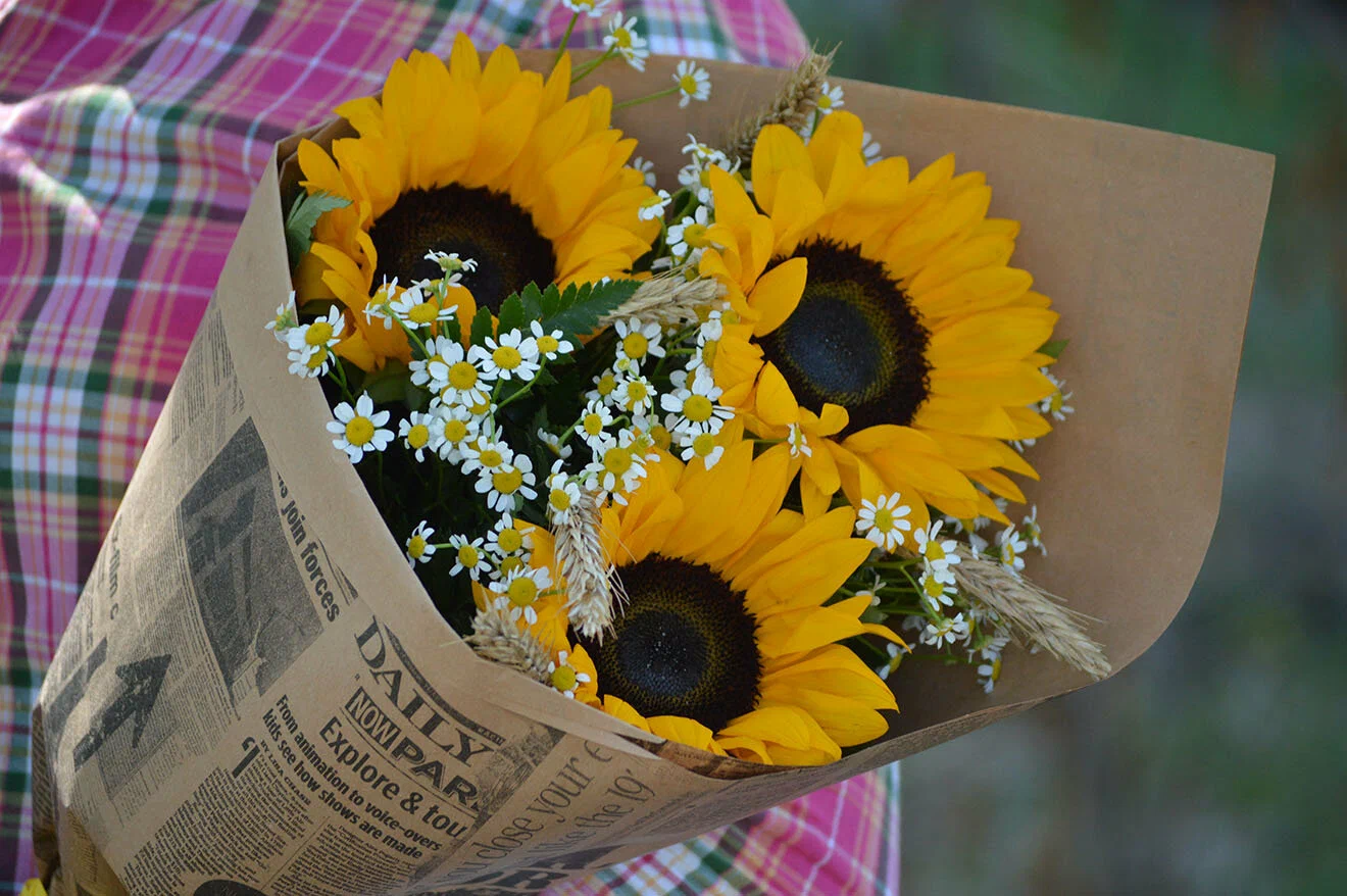 Интересно о подсолнухах